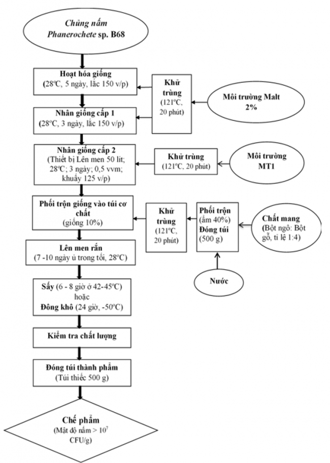 Ứng dụng công nghệ sinh học trong sản xuất giấy thân thiện môi trường
