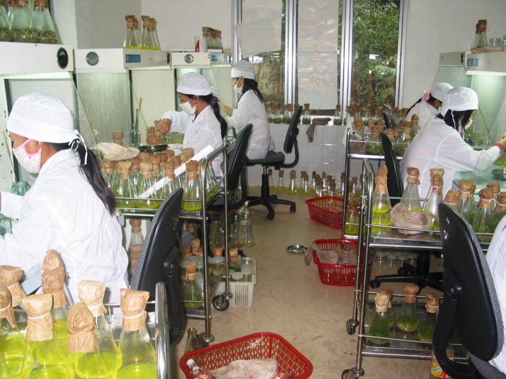 Viện Nghiên cứu cây nguyên liệu giấy: Ứng dụng KHCN trong sản xuất giống cây nguyên liệu giấy cho năng suất, chất lượng cao