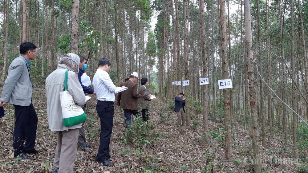 nguyen-lieu-nganh-cong-nghiep-giay-trien-vong-tu-nhung-giong-moi-nang-suat-cao